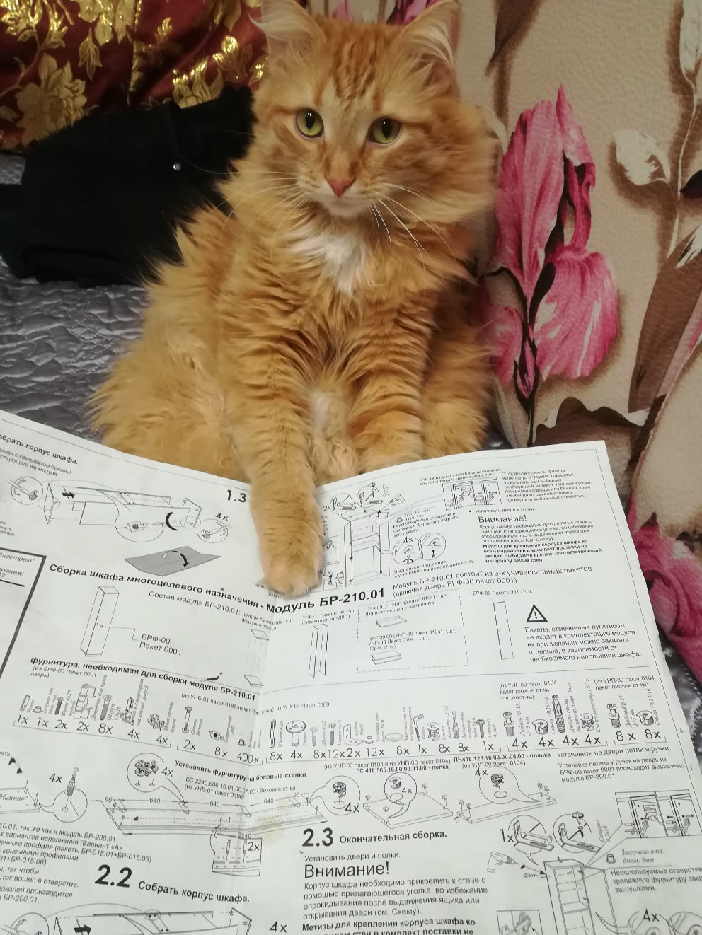 Коты инструкции. Коты инструкции
