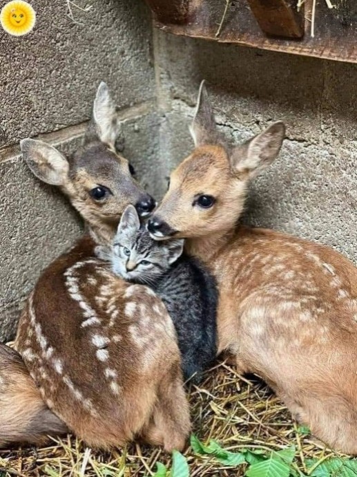 Кот подружится со всеми