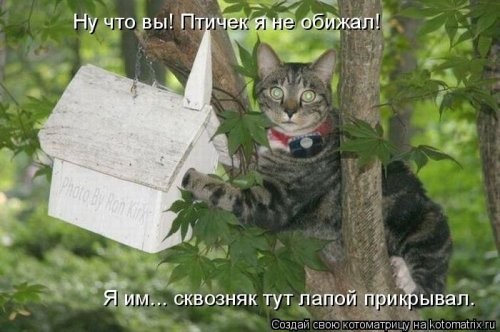 Наши смешные котейки