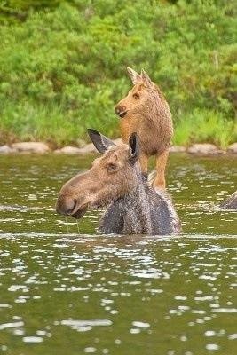 Прокати меня большая черепаха