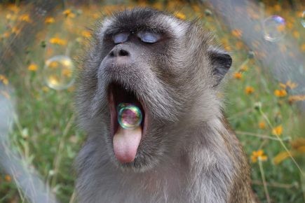 Смешные фото обезьян: градус позитива растёт