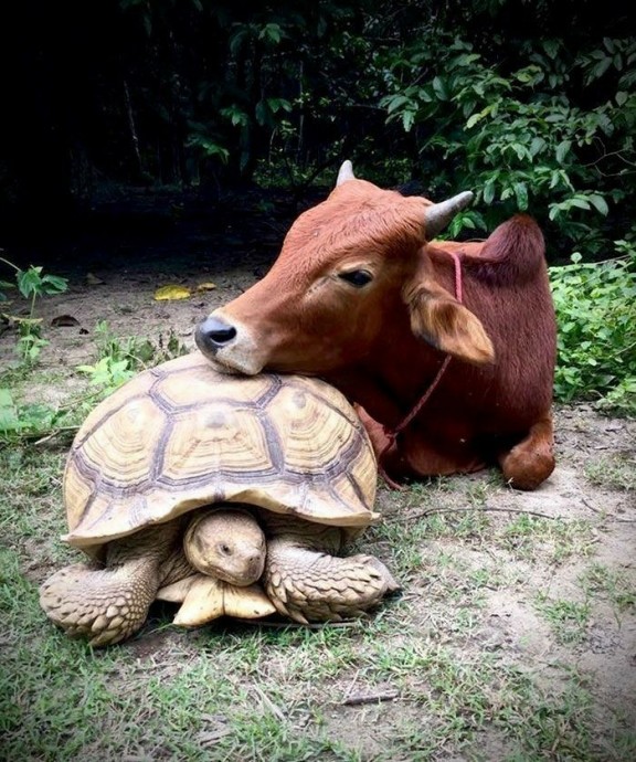 Дружба теленка и черепахи.