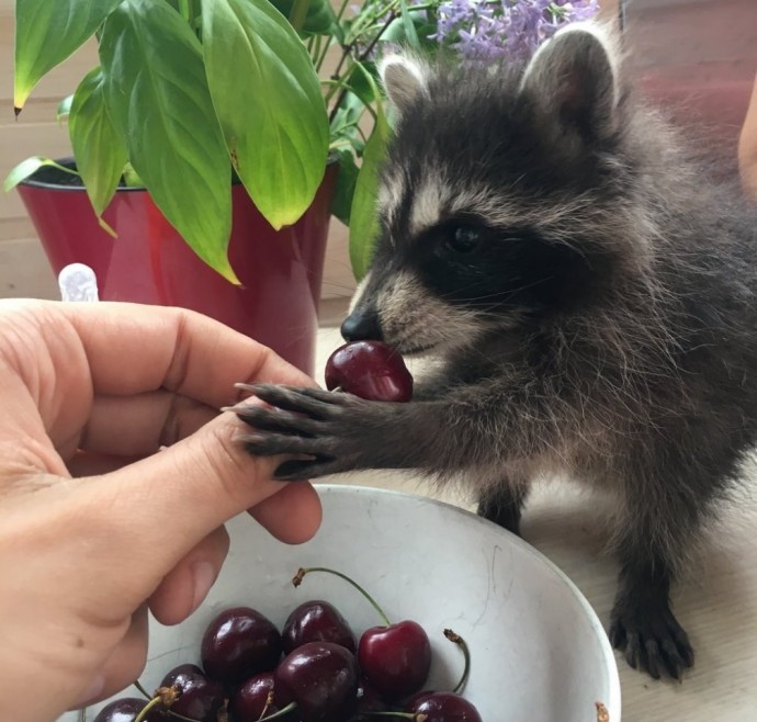 Оказывается еноты тоже помогают на кухне