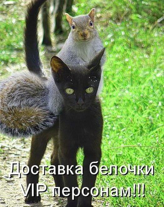 Котоматрицы