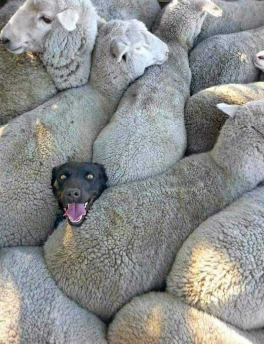 Пастухи