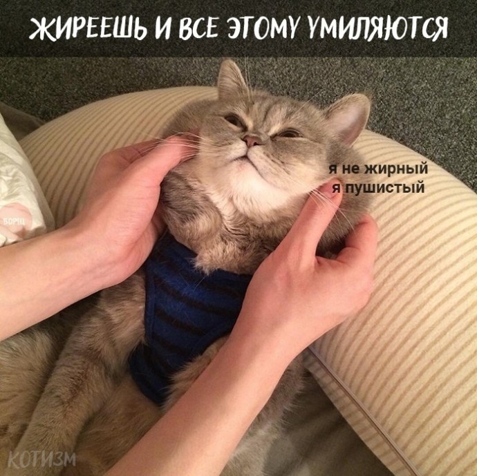 Плюсы быть котом