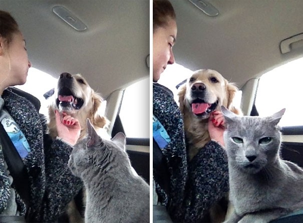 Смешные и курьёзные фотографии совместной жизни собак и кошек,