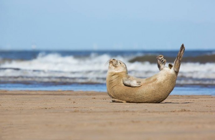 Йога для тюленчиков