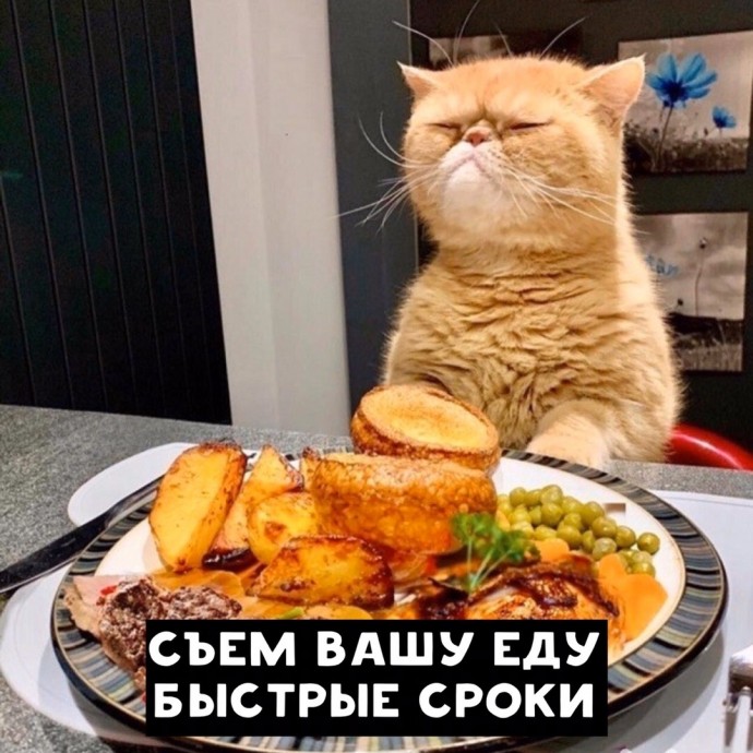 Резюме от котиков