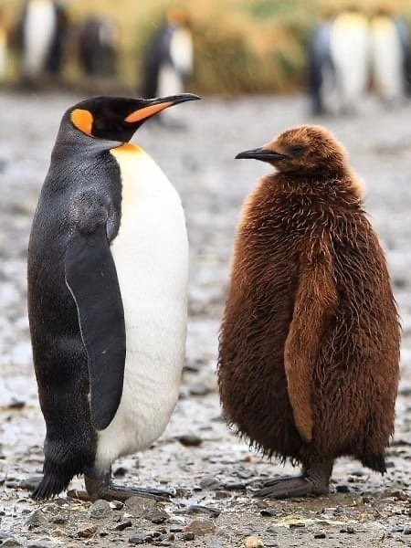 Просто пингвинчики-подростки, еще не сменившие оперение. Выглядят очень забавно