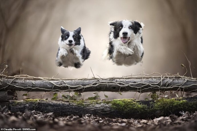 "Летающие" собаки