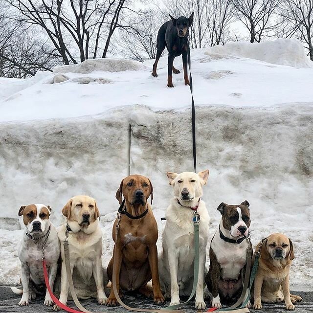 Нью-Йоркская организация по выгулу собак делает крутейшие собачьи селфи