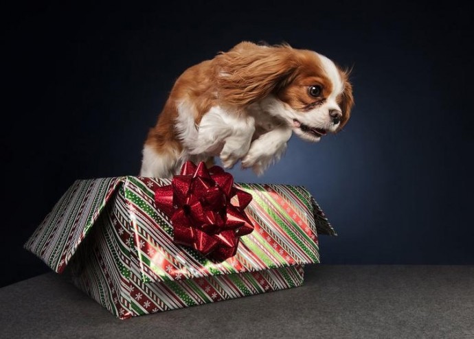 Фотографии собак, которые готовы праздновать Новый год прямо сейчас