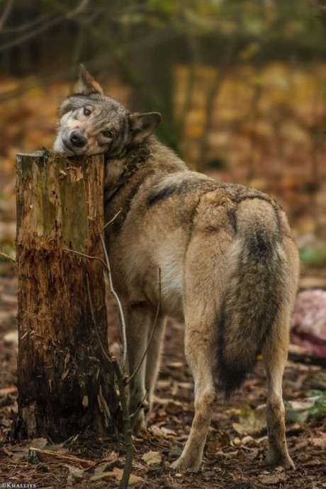 Невероятно величественные создания