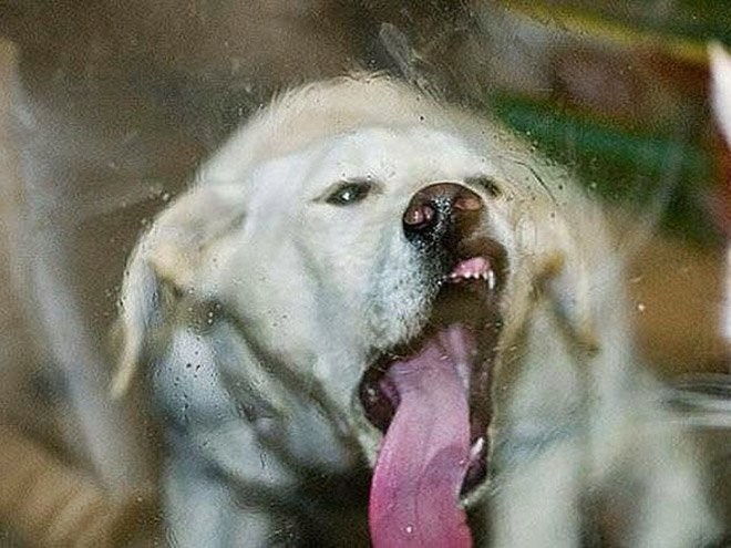 Собаки и их смешные языки