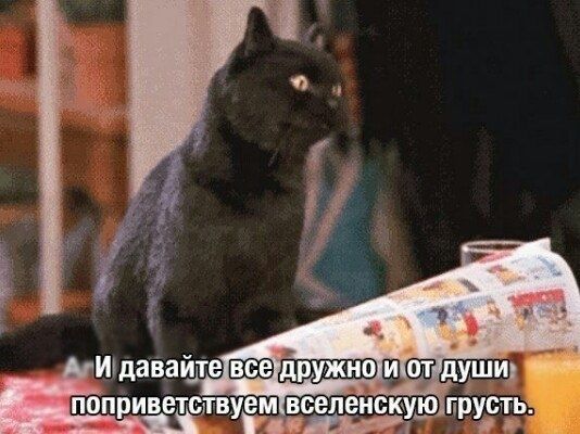 Все мы немного кот Салем