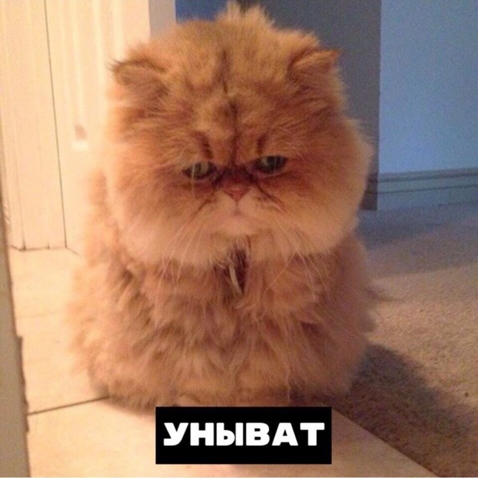 Кот умеет все