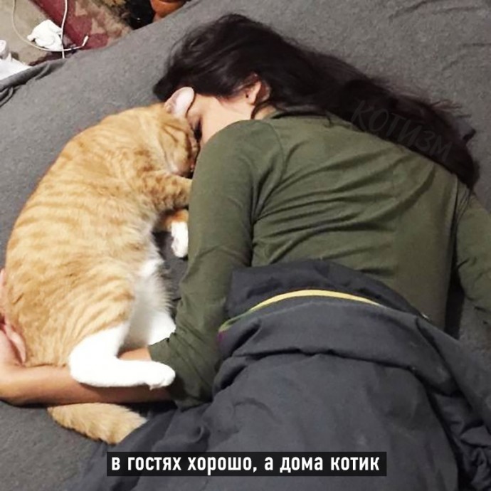 Котовьи поговорки