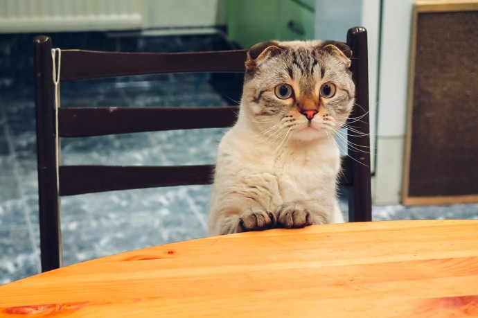 Пока ученые доказывают, что «никакой мимики у кошек нет», котики доказывают, что те не правы