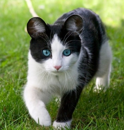 Смешные кошки с необычными ушами)