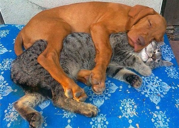 Спать вместе всегда теплее