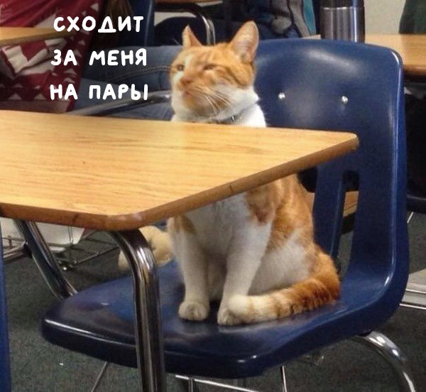 Срочно ищу кота, который