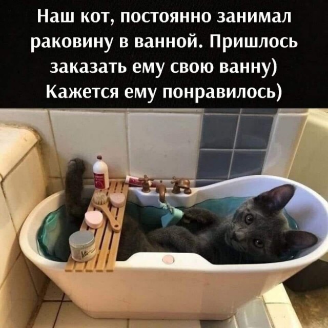 Забавные животные, которые вызовут у вас улыбку