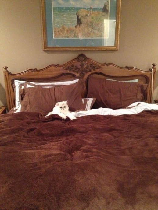Какая кошка или собака не любит спать на хозяйской кровати!