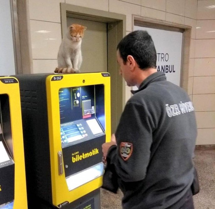 Коты, которые трудятся, просто не покладая лапок