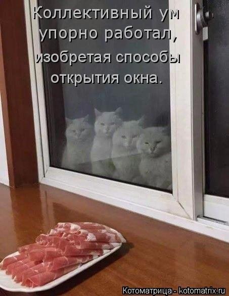 Наши смешные котейки