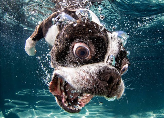 Фото смешных собак