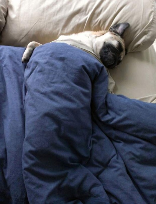 Каждая собака знает, что самые сладкие сны снятся на хозяйской кровати
