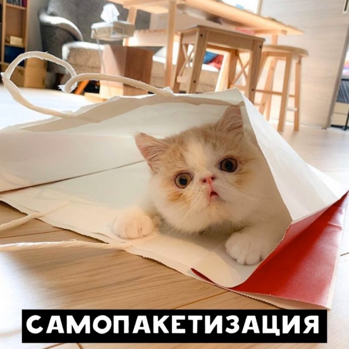 Когда коты в теме