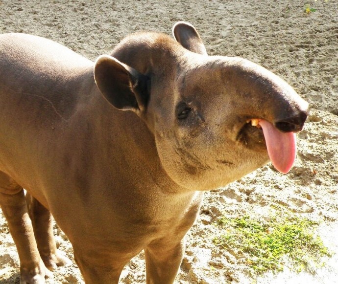 Удивительное травоядное животное - Тапир
