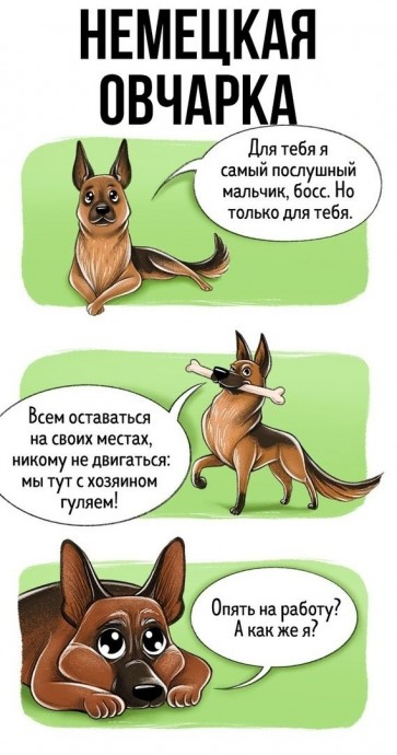 Чecтный гид пo пopoдaм coбaк oт пepвoгo лицa