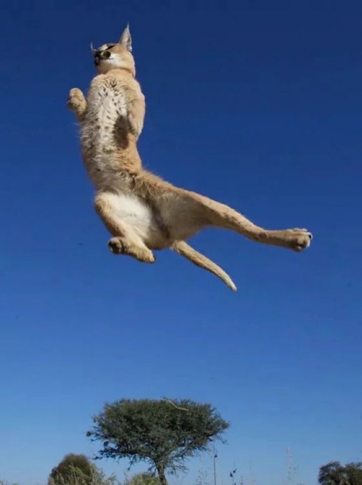 Каракал: Летающий кот