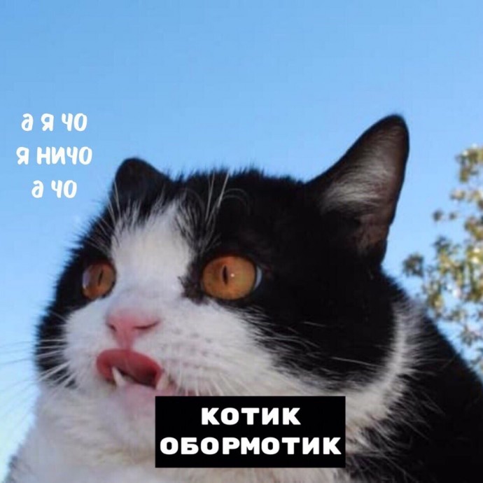 Порция тотемных котов