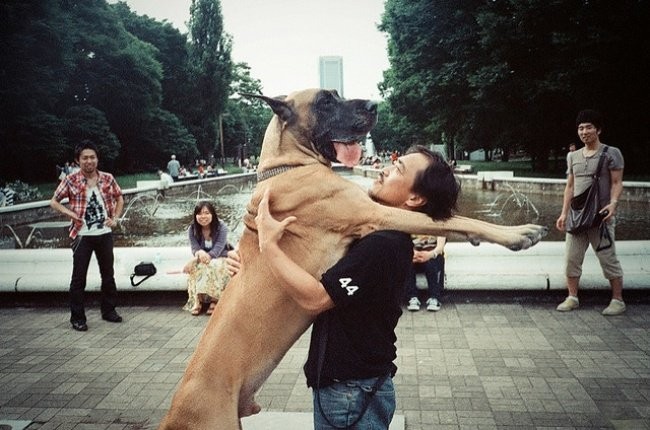 Позитивные собаки-обнимаки!)