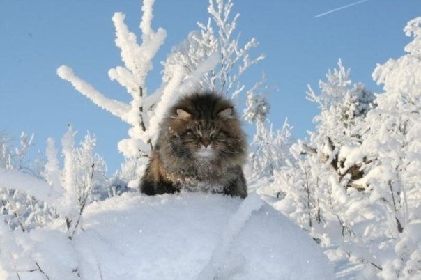 Редкие кадры котов, которые радуются снегу