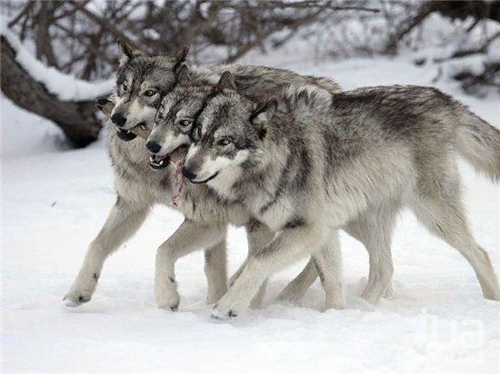 Волк — это опасный хищник, суровый и мужественный.