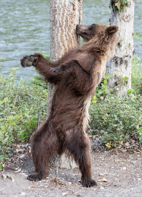 Зажигательный танец молодого медведя