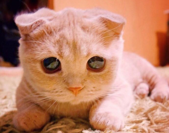 Кот с глазами из «Шрека»