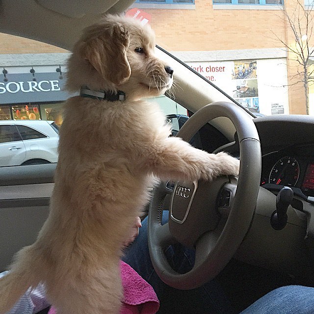 Отвези меня шофер