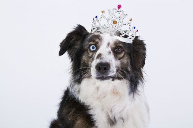 "Трудно повязать собаке поводок, если Вы надели корону ей на голову."