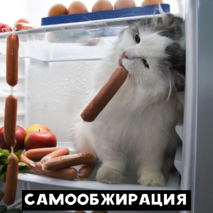 Когда коты в теме