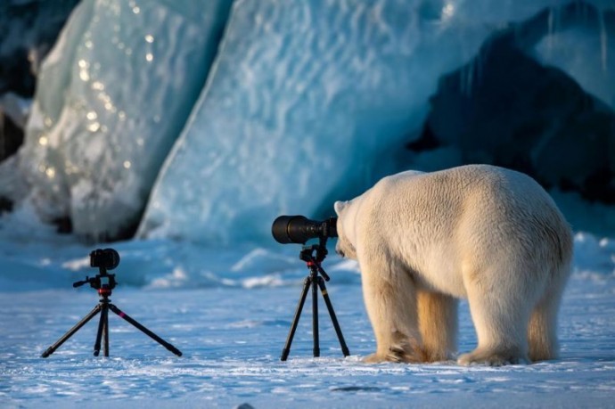 Конкурс самых смешных фотографий животных со всего мира.