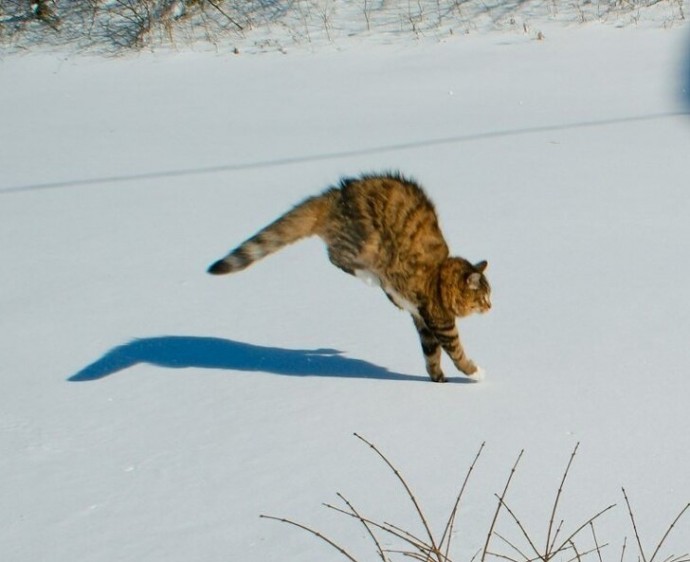 Коты, которые не любят снег