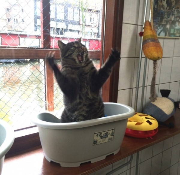 Смешные коты