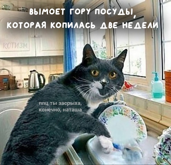 Срочно ищу кота, который