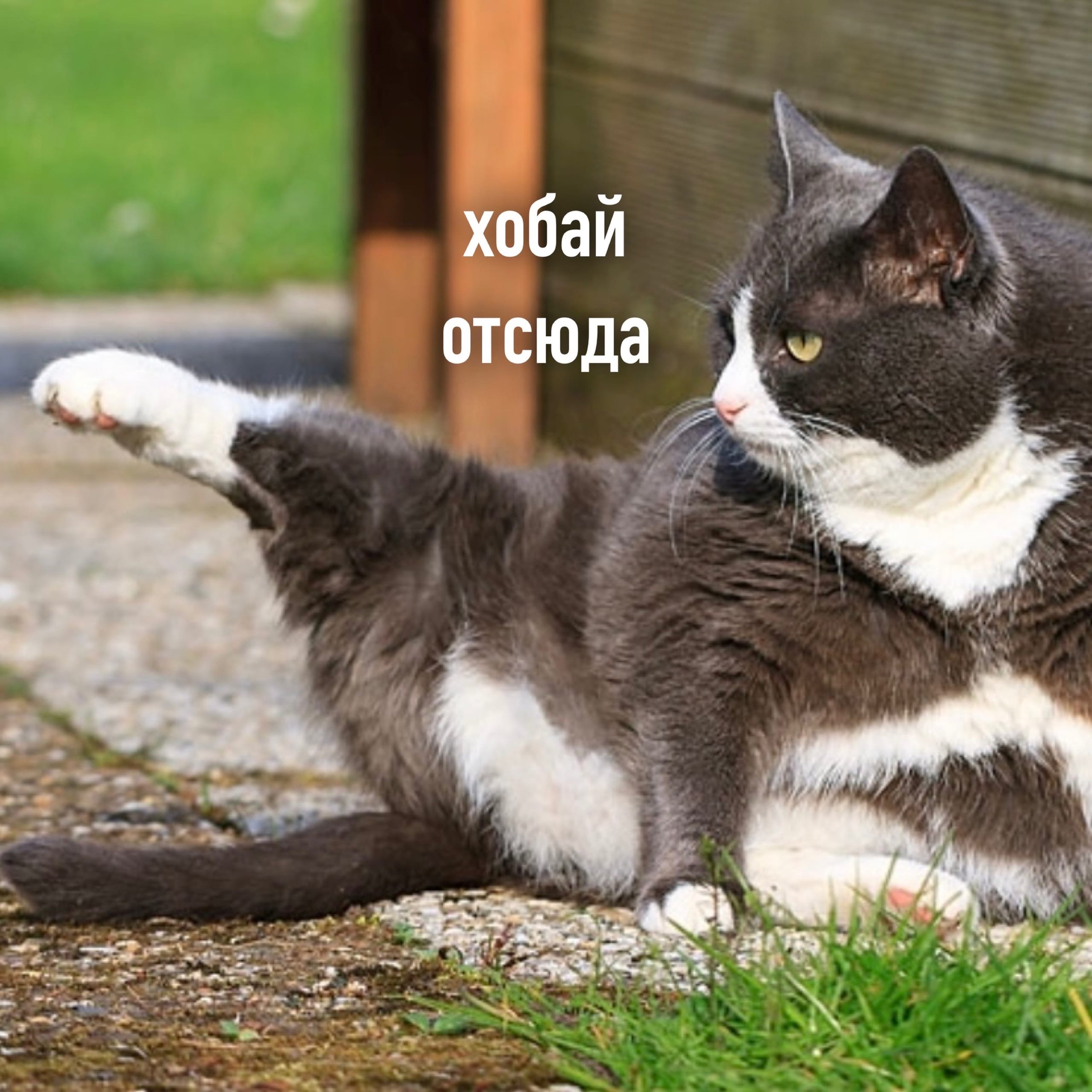 Хоба кот мем